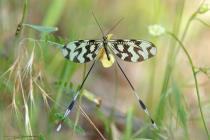 Schwalbenschwanzhaft